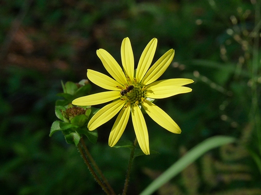 {Silphium simpsonii}